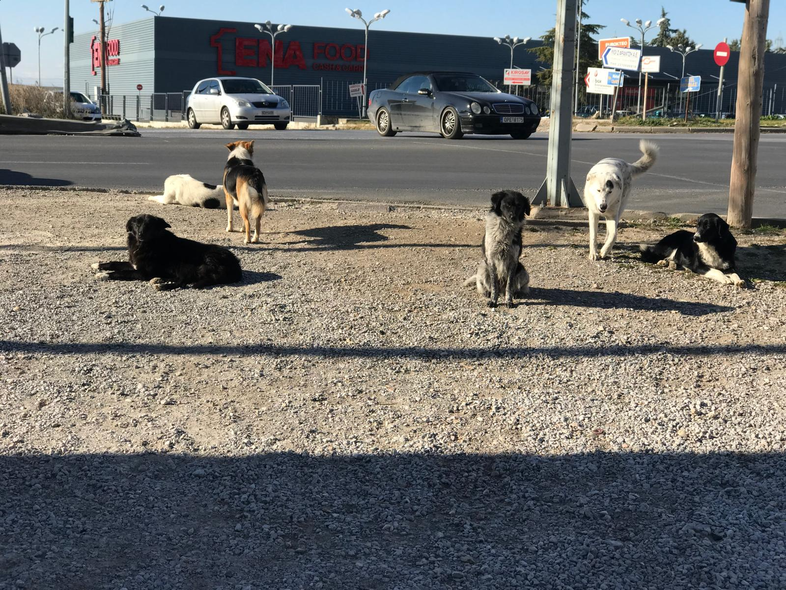 Stray dogs resting near a busy road